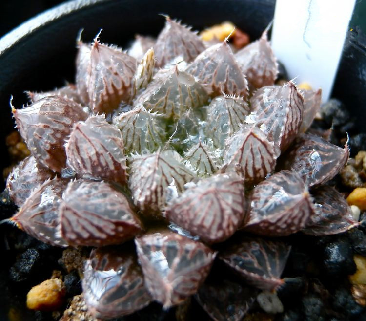 大叶楼兰稀有品种十二卷系萌肉新手好养花卉多肉植物