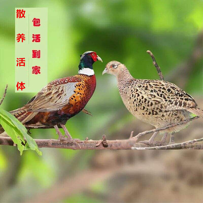 养殖笼七彩山鸡小鸡活苗孔雀蓝原生态山鸡观赏山鸡王活体山鸡媒