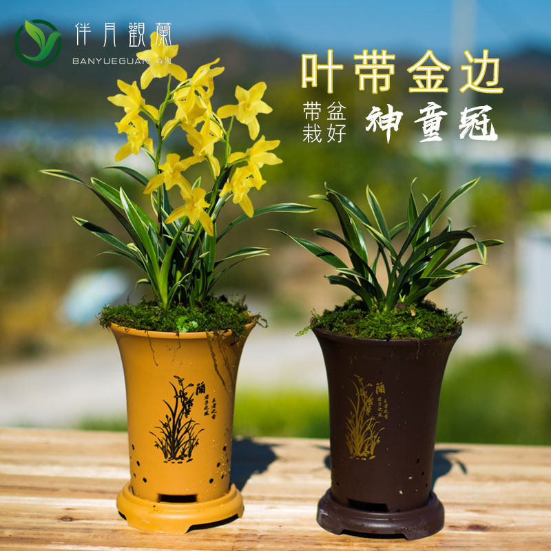带盆栽好神童兰冠金边矮种兰花苗盆栽客厅办公室客厅建兰好养