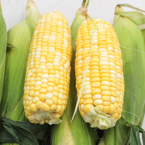 水果玉米棒子图片