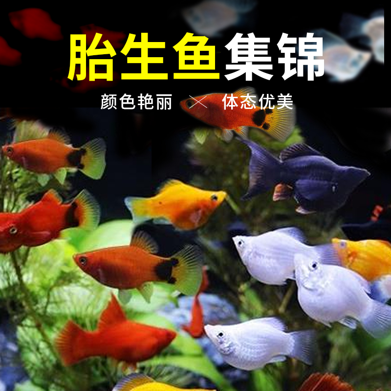 玛丽鱼品牌排名 前10位