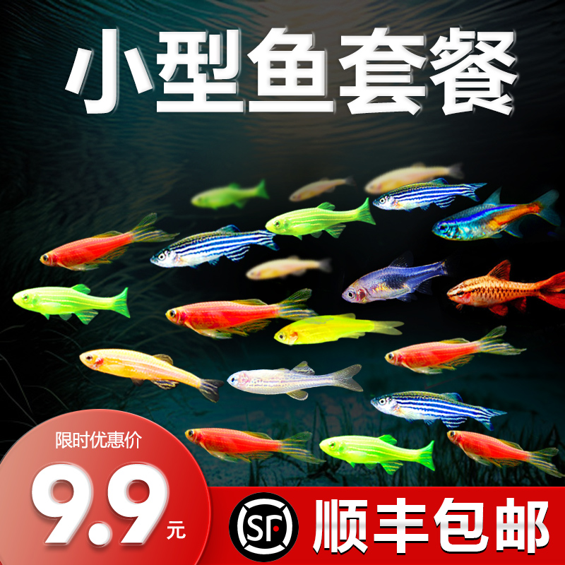 热带观赏活鱼好养红绿灯斑马淡水金鱼苗神仙孔雀小型宝莲灯科小鱼