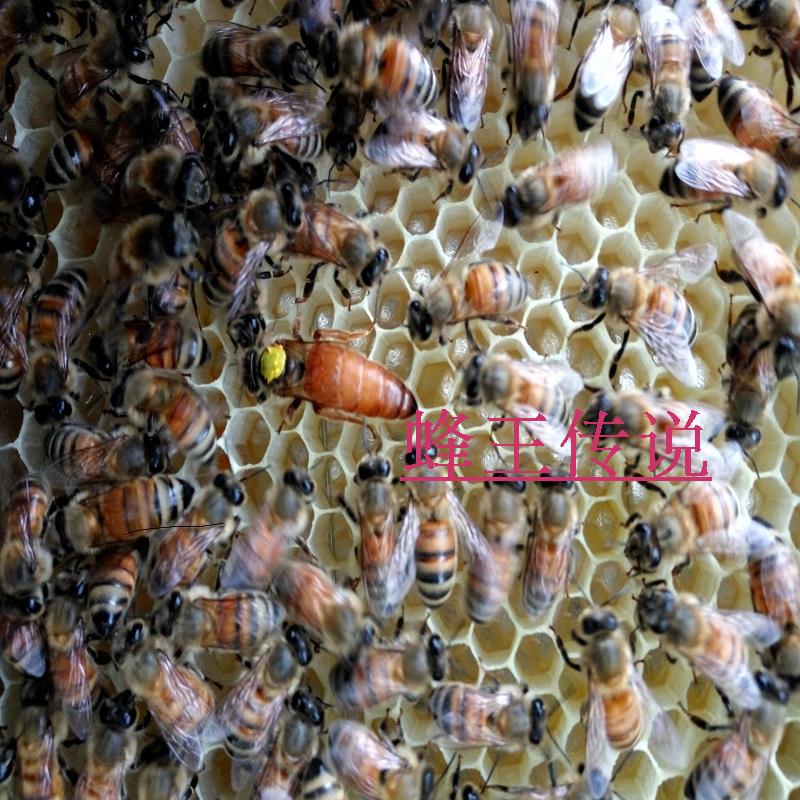 蜂群蜂种意蜂种王活体蜜型高产生产王蜜蜂金喀处女蜂王新开产卵王|msdalam kategori haiwan peliharaan/makanan haiwan dan bekalan, haiwan kesayangan yang lain, haiwan kesayangan yang lain - dari Buy2taobao.com untuk memberikan perkhidmatan ejen Taobao profesional membeli
