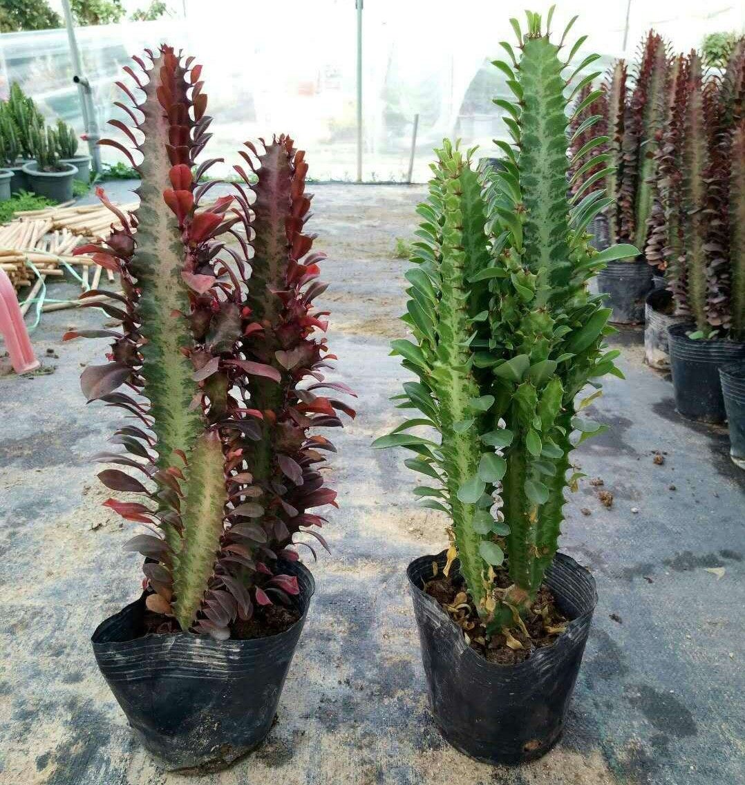 一折仙人掌盆栽 开花不断_巴西龙骨盆栽大型仙人掌类植物玉麒麟青多肉