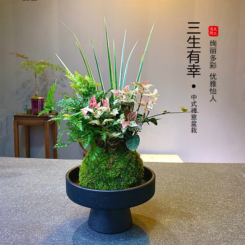 三生有幸组合盆景盆栽水培植物室内花