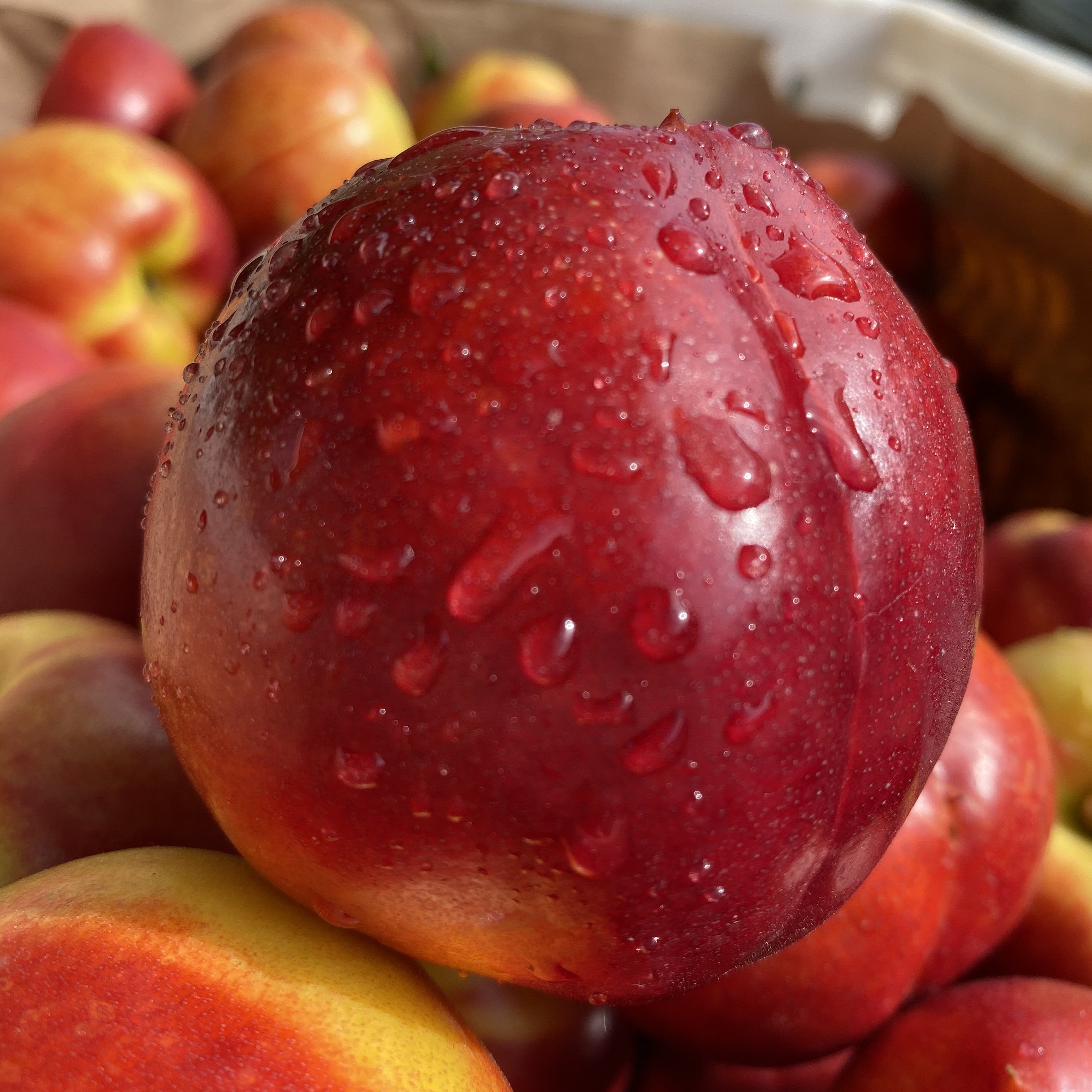 (今日4.2折)现货澳洲进口油桃新鲜水果桃驳李鲜桃子脆甜孕妇水果批发