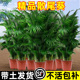 散尾葵植物盆栽客厅大型绿植四季室内落地办公室大号凤尾竹天堂鸟