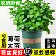 大盆薄荷盆栽可食用大苗室内驱蚊绿植迷迭香四季香草植物猫薄荷叶