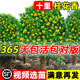 桂花树苗大树八月桂金桂四季桂庭院别墅盆地栽南北方耐寒浓香花卉