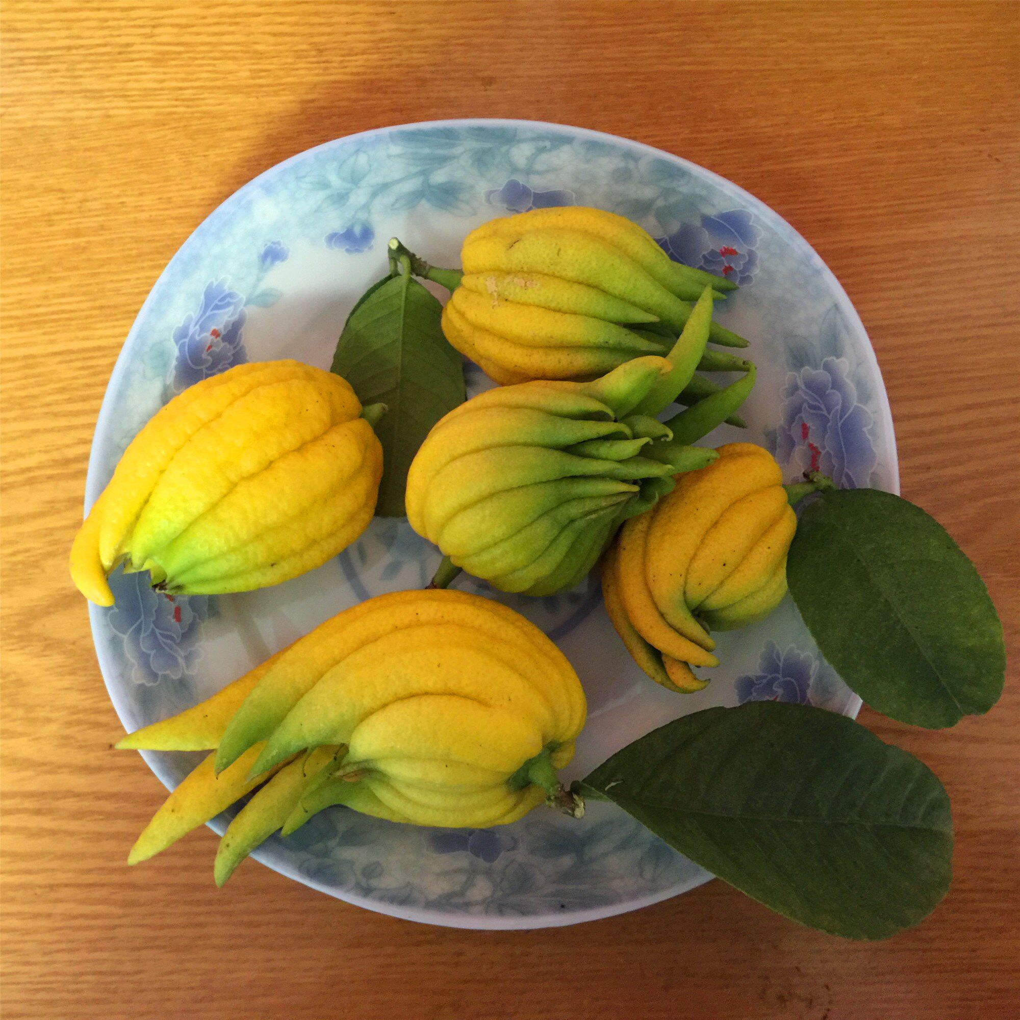 【小佛手】袖珍迷你佛手金华佛手鲜果