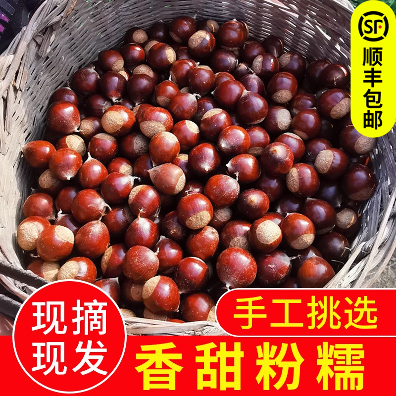 【顺丰包邮】板栗生新鲜2022年建瓯锥栗油栗生高山农家现摘毛栗子|msdalam kategori daging perikanan/Buah-buahan segar dan sayur-sayuran/dimasak, sayur-sayuran segar/Vegetable Products, sayur-sayuran segar, 新鲜板栗 - dari Buy2taobao.com untuk memberikan perkhidmatan ejen Taobao profesional membeli
