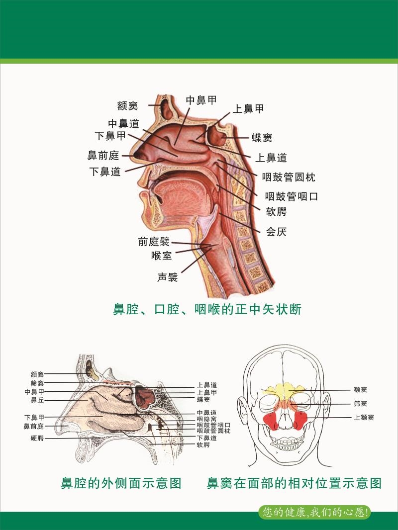 人体鼻子的构造图解图片