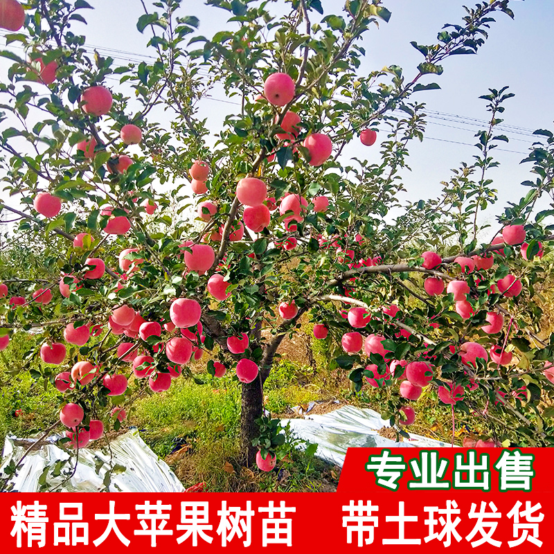 苹果树苗带土特大耐寒嫁接果树苗庭院矮化红富士盆地栽南北方种植