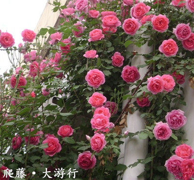蔷薇大游行欧月大花浓香四季开花月季花苗爬藤月季花苗 藤本月季|msdalam kategori penghantaran bunga/bunga simulasi/tumbuhan berkebun, bunga/Tumbuh-tumbuhan tumbuh-tumbuhan pasu (baru), bunga - dari Buy2taobao.com untuk memberikan perkhidmatan ejen Taobao profesional membeli