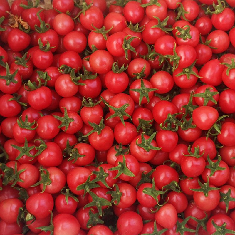 千禧小番茄水果新鲜山东圣女果小柿子樱桃番茄西红柿5斤包邮现摘