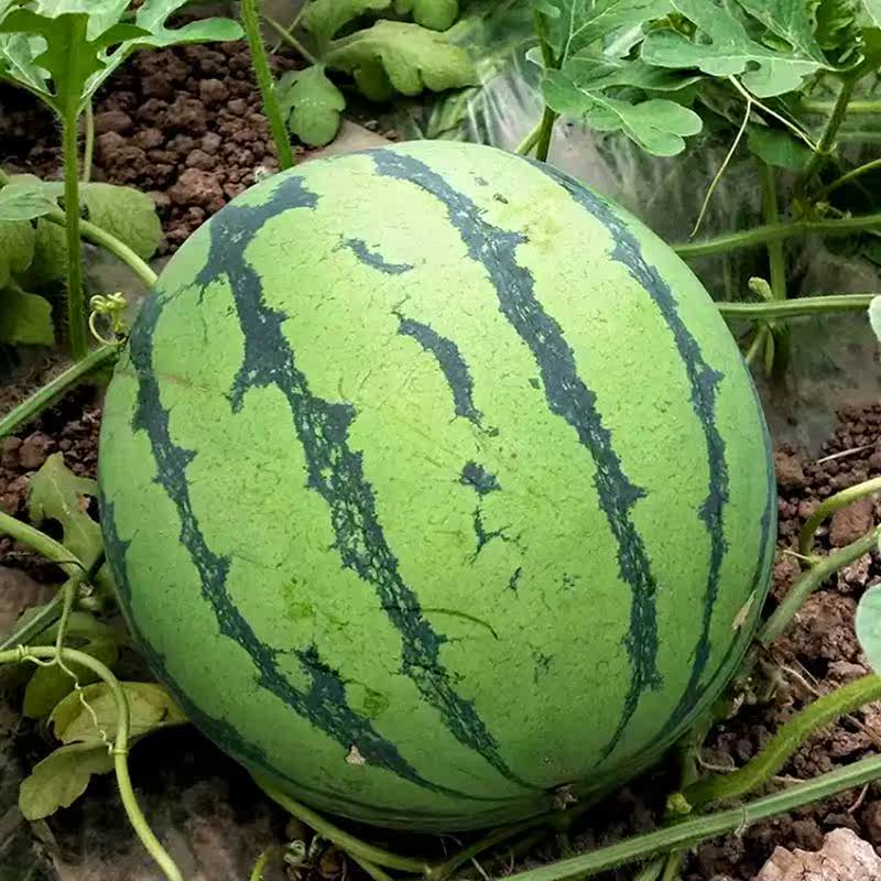 现摘超甜麒麟西瓜8424无籽西瓜水果新鲜应季水果西瓜整箱时令