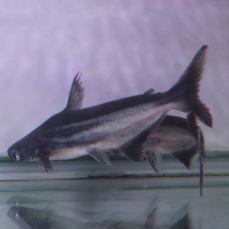 特价小鲨鱼活体