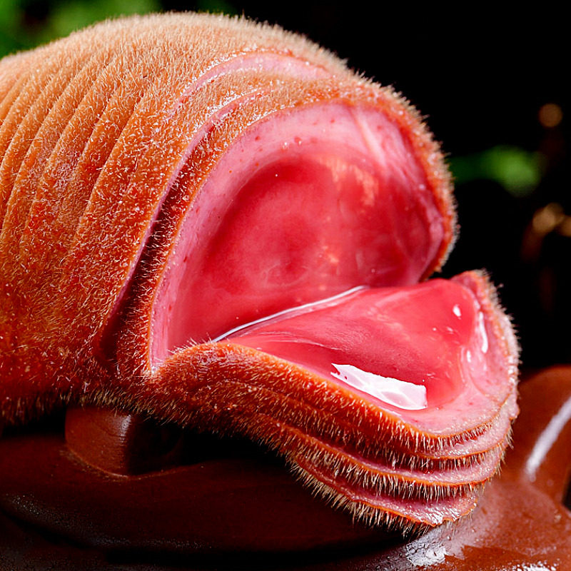 鹿茸枝大全——其他用品