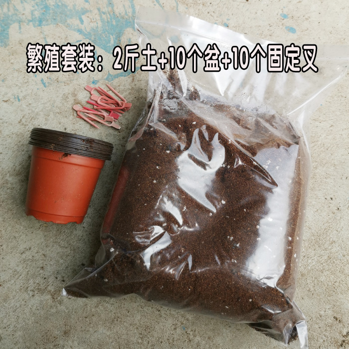 小七草莓 草莓苗繁殖育苗器固定器 