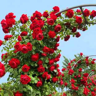 1米6蔷薇花苗爬藤月季大苗庭院爬墙植物多花浓香四季开花玫瑰花卉