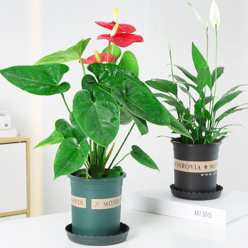 White palm Everything is going smoothly Potted plant Hydroponics Botany Office flowers and plants Green plant Scindapsus Anthurium Pachira flowerin the Flower delivery/Flowers simulation/Plants gardening , Flowers/Potted plants (New) , 红掌/凤梨/温室花卉 category - from Buy2taobao.com to provide professional Taobao agent buy service