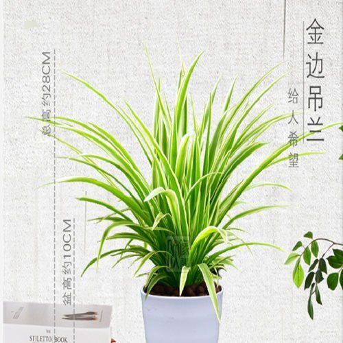 大金边金心吊兰植物室内垂吊 好养净化空气水培绿植盆栽花卉四季