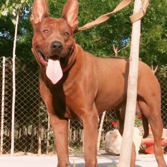 莱州红犬幼犬看家苏联红犬活体猎犬大骨架红犬大型红狼莱州红猎犬