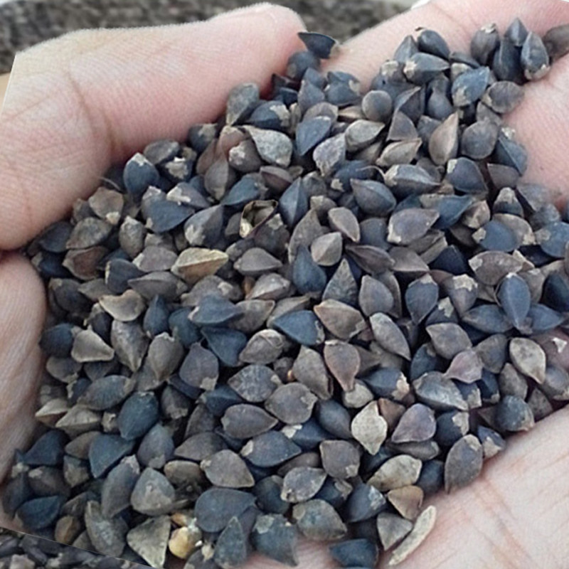 荞麦种子百绿将军菊苣多年生牧草籽苦荬菜鹅草种子饲用燕麦种籽