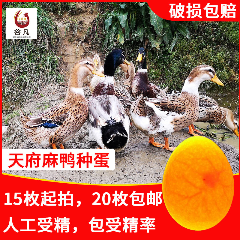 大种肉麻鸭种蛋受精蛋大白鲨土鸭蛋