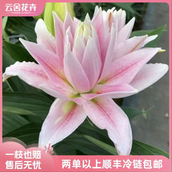 【稀有新品】10-12个花头米兰诺重瓣百合 任意组合2单或以上包邮