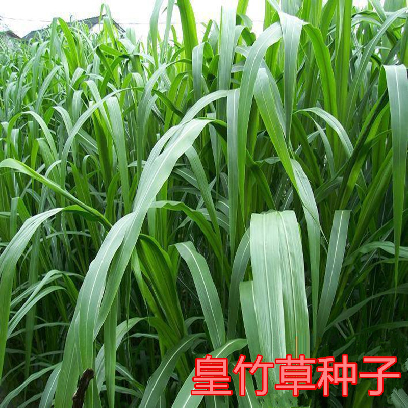 皇竹草子种新型多年生种子正宗甜象草象草籽四季牧草种籽黄竹草种