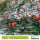 花墙架网格园艺铁丝网防护网围栏网月季蔷薇植物爬藤户外庭院专用