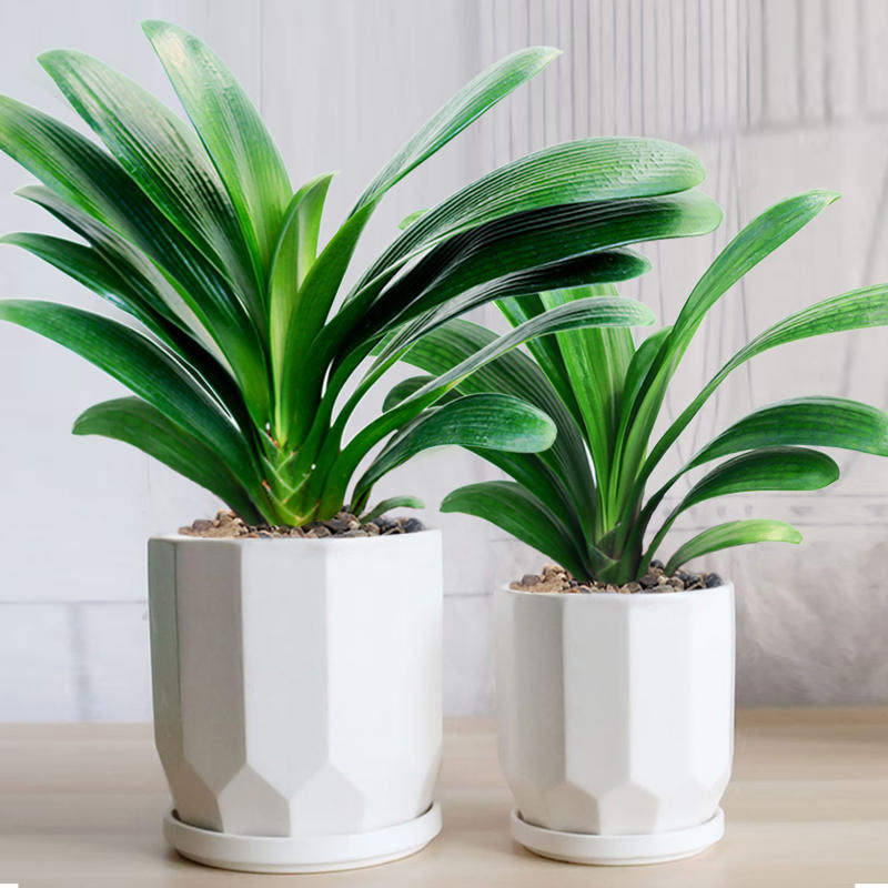 特价君子兰盆栽鸿运当头