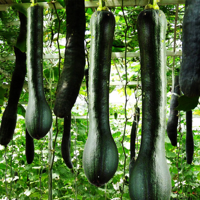 黑皮吊瓜种子黑面南瓜高产型黄心甜面粉糯长瓜种籽春秋蔬菜种孑