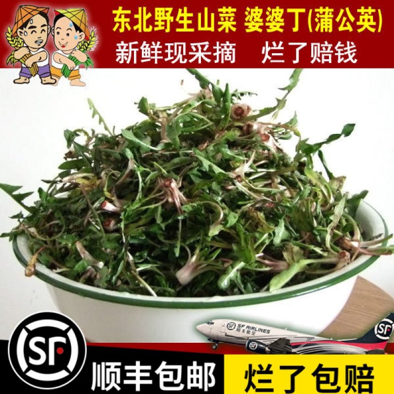新品东北山菜新鲜山野菜婆婆丁蒲公英苦菜苦麻子250克