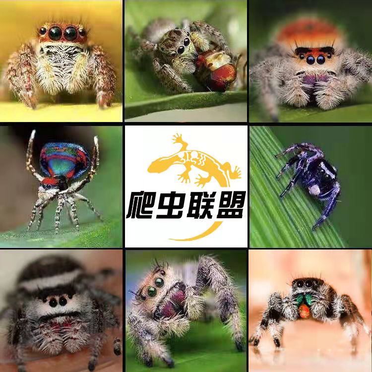 佛罗里达跳蛛卢卡斯摄影微距桌面迷你小朋友礼物玩具