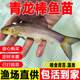 青龙棒鱼苗淡水养殖食用沉香鱼原生溪流鱼华鲮鱼油棒子冷水观赏鱼