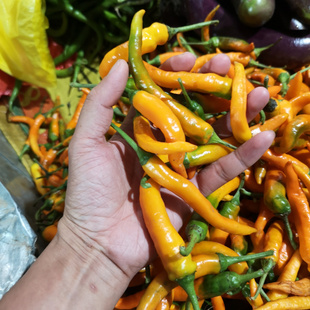 南雄黄皮辣椒粤北韶关农家自种新鲜长线椒黄焖鸭用辣椒