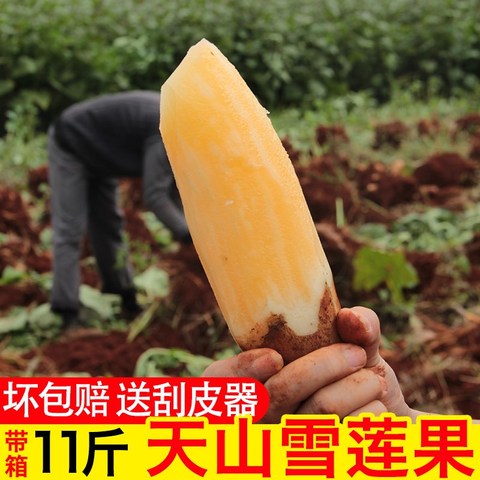 云南天山雪莲果新鲜水果带箱11斤当季整箱红心大果现挖应季