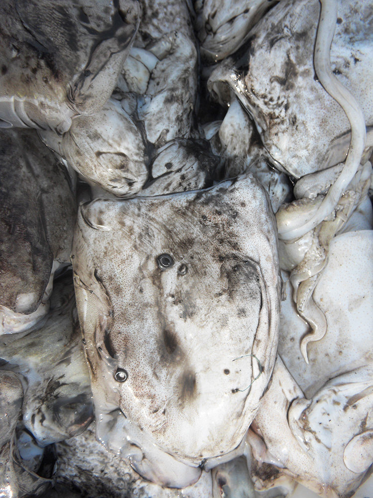 舟山乌贼鲜活超大特大新鲜热气野生东海墨鱼冰鲜水产桐照野生目鱼