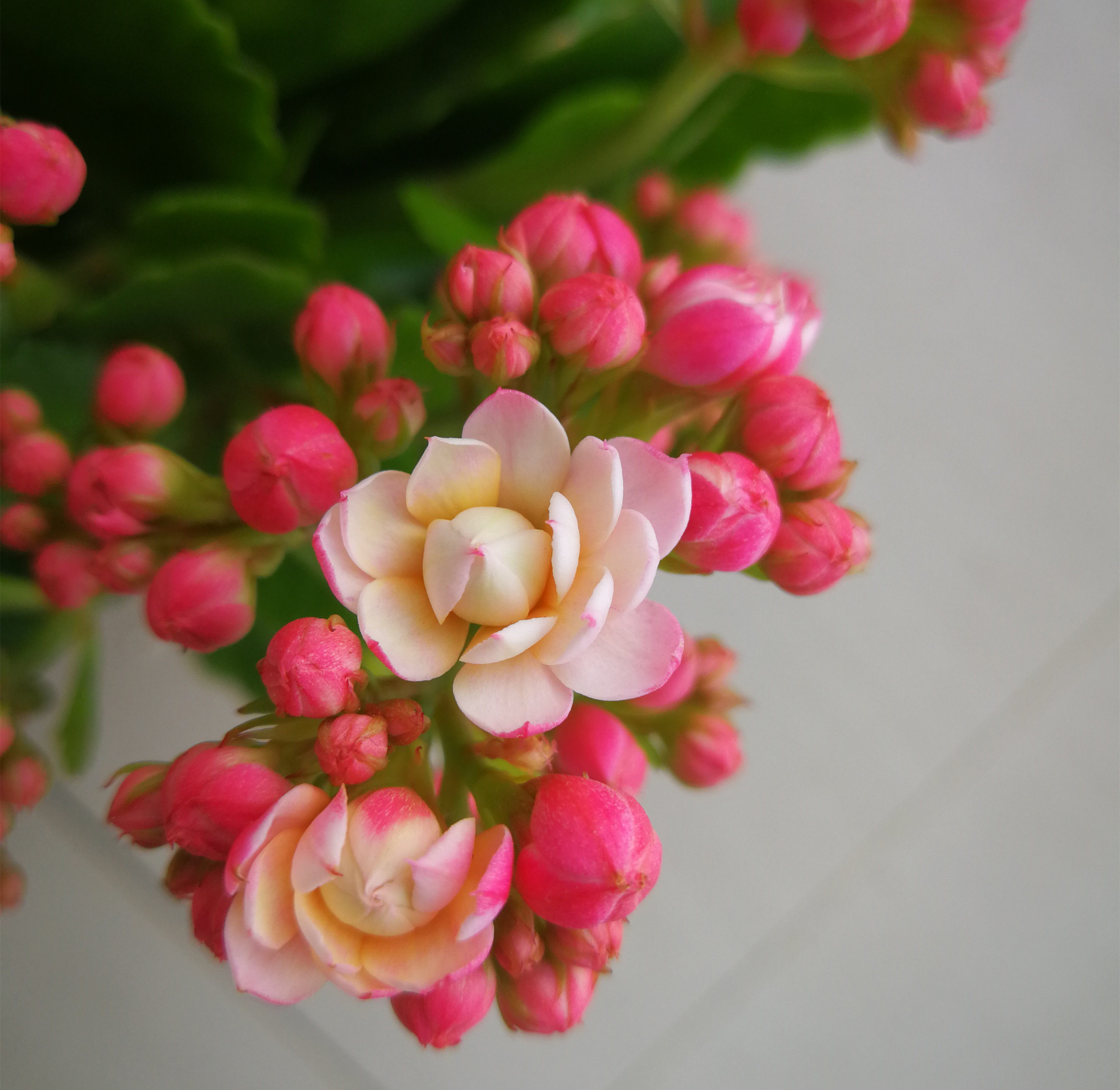 婉婉的花园长寿花盆栽重瓣带花苞进口稀有新品种彩妙系列人面桃花