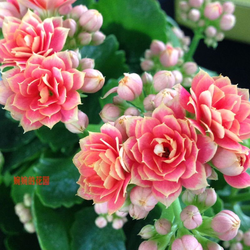 长寿花新品种