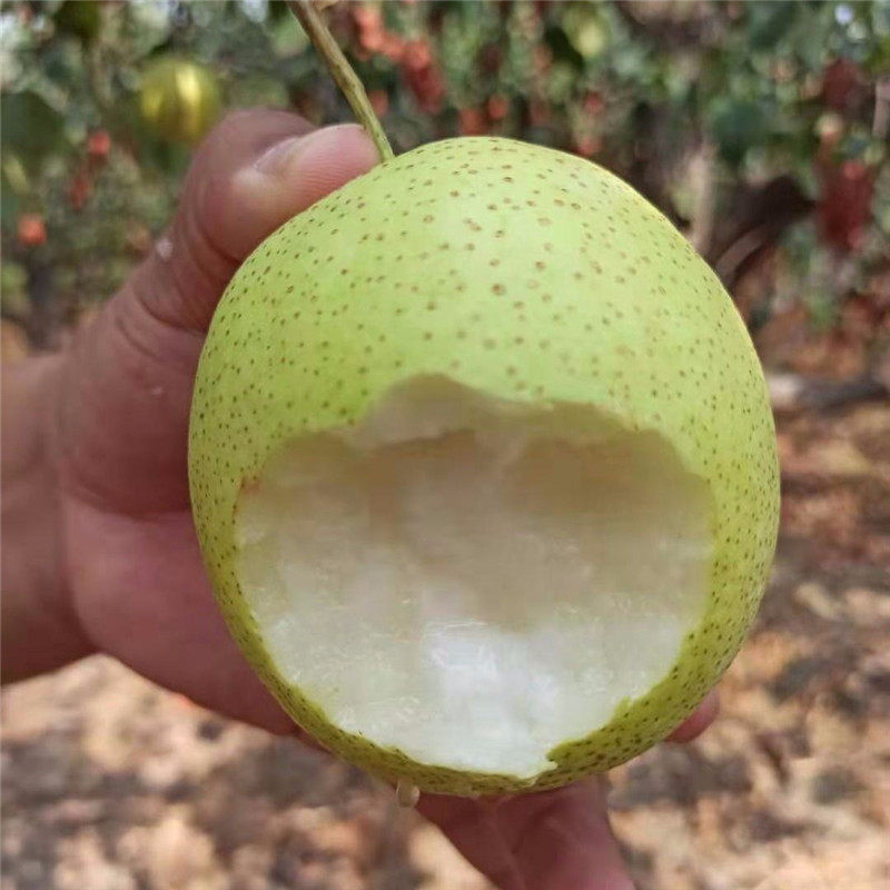 河北雪梨水果梨子赵县特产雪花梨新鲜梨净重9斤包邮整箱
