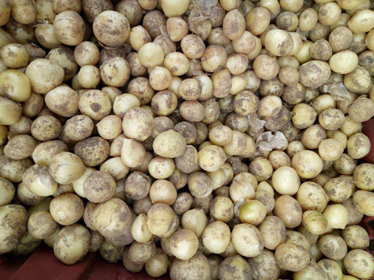 四川新鲜苦藠团葱小根葱苦茭小藠头2斤其它