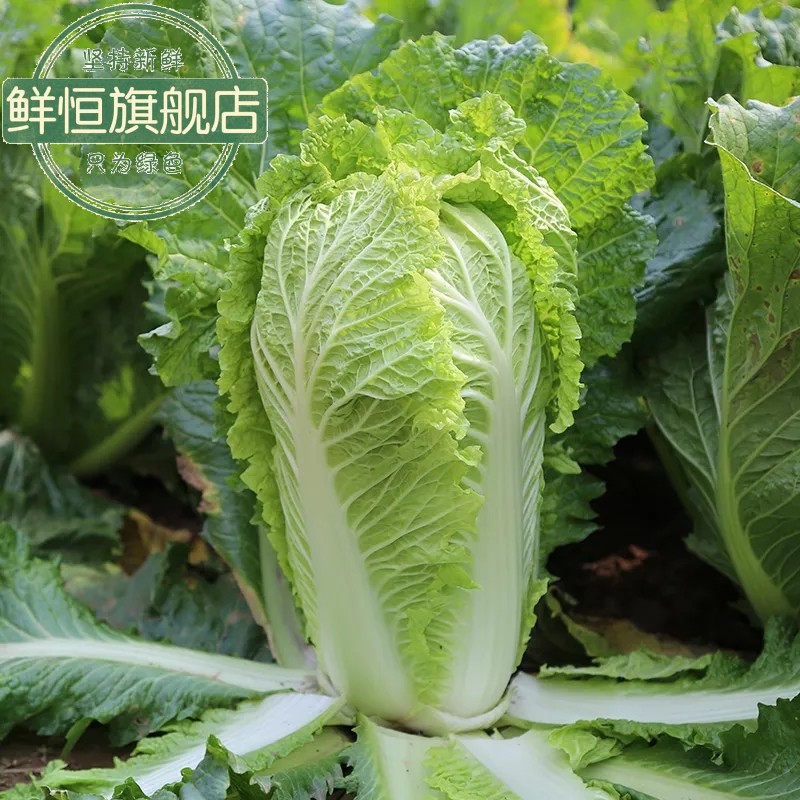 大白菜新鲜整箱