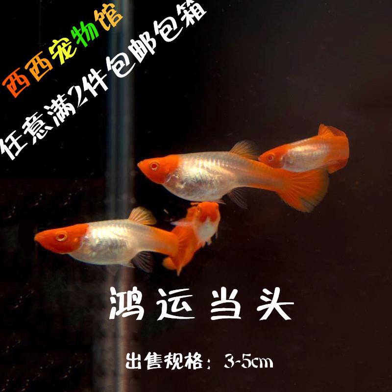 鸿运当头孔雀鱼孔雀鱼孕母临产纯种免邮孔雀鱼怀孕孔雀鱼大孕母苗|msdalam kategori haiwan peliharaan/makanan haiwan dan bekalan, Aquarium World, ikan - dari Buy2taobao.com untuk memberikan perkhidmatan ejen Taobao profesional membeli
