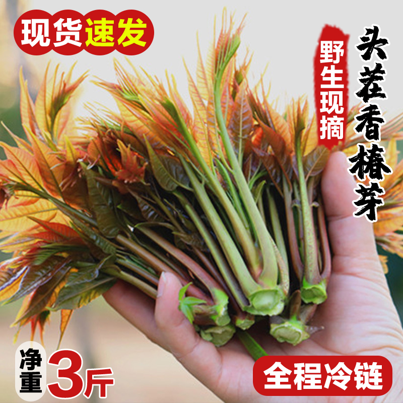 香椿芽新鲜嫩芽红油香椿3斤装包邮当