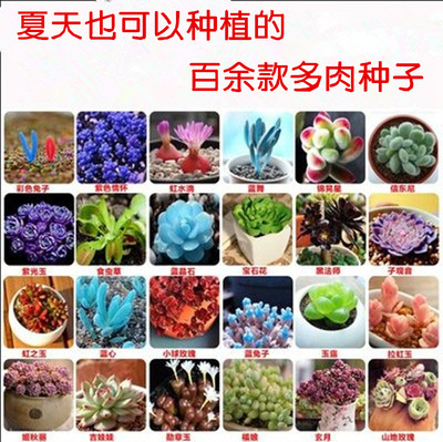 多肉植物的描写图片