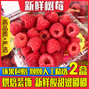 新鲜怡颗莓树莓鲜果2盒装 红树莓覆盆子水果树莓果稀有热带水果 新鲜怡颗莓树莓鲜果2盒装 红树莓覆盆子水果树莓果稀有热带水果