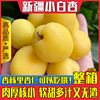 新疆小白杏3斤整箱当季新鲜轮台小白杏子库车小白杏鲜果非小红杏 新疆小白杏3斤整箱当季新鲜轮台小白杏子库车小白杏鲜果非小红杏
